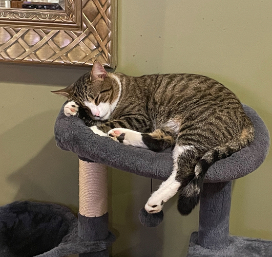 Image of Buddy