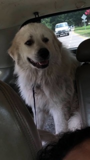 Image of Benny