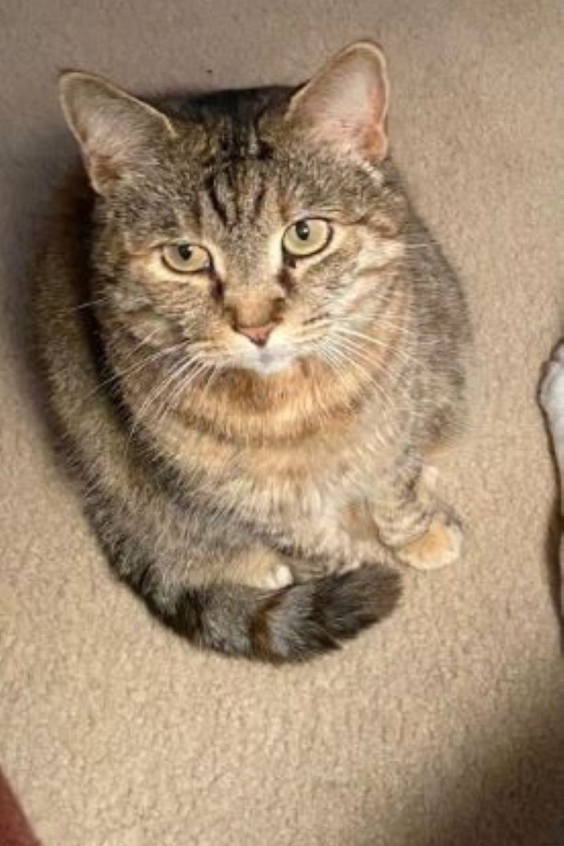 View Lost and Found Pet Listings from Johnston County Animal Services