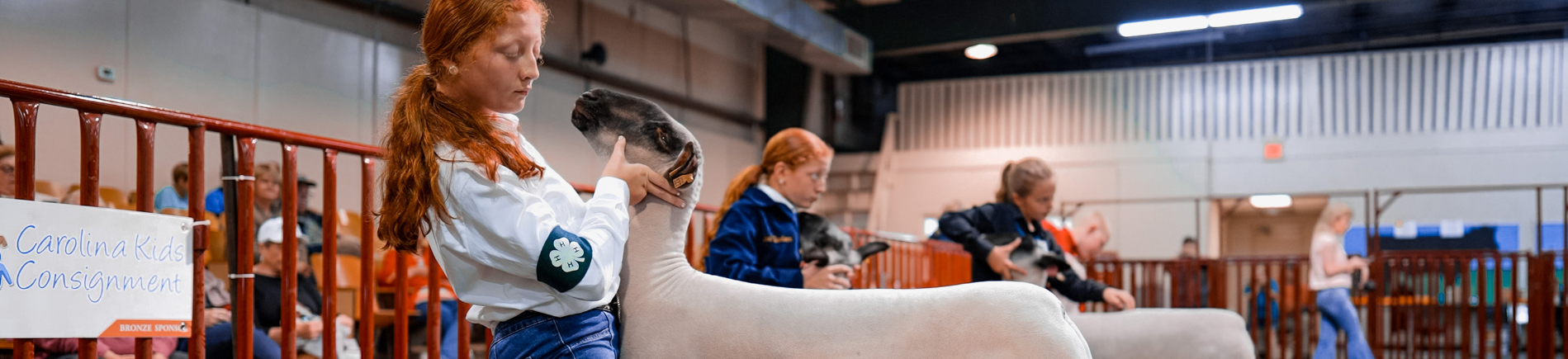 4-H Youth Showing Livestock