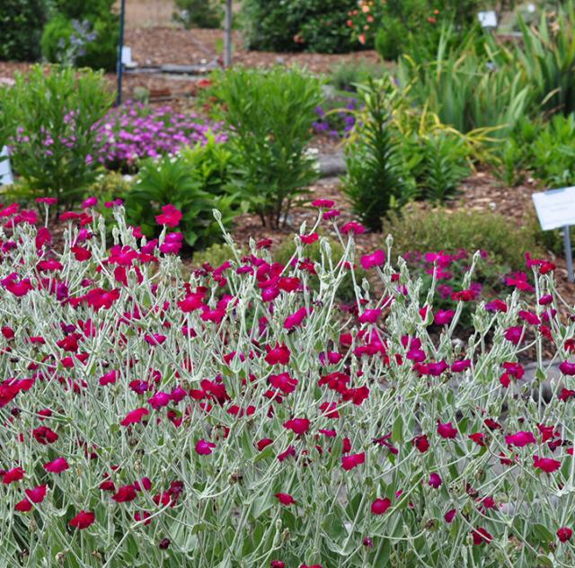 Garden bed full of flowers in the arboretum courtyard