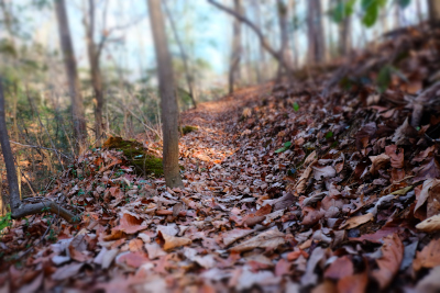 Along the single trail on a ridge