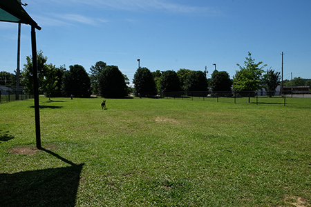 A dog playing in the large dog section of the dog park