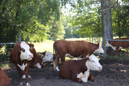 Some cattle enjoying the shade at one of the leased out farm steads